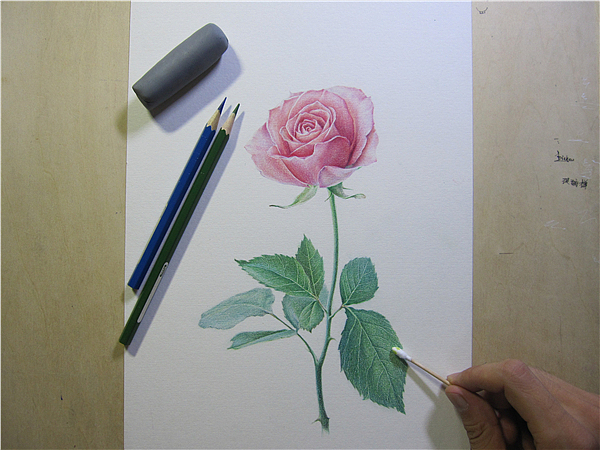 纸上彩铅--《玫瑰系贰》随录（图ZMTIwNjAzNTI=） - 绘画 - 站酷设计师超超的青葱原创素材 - 站酷ZCOOL