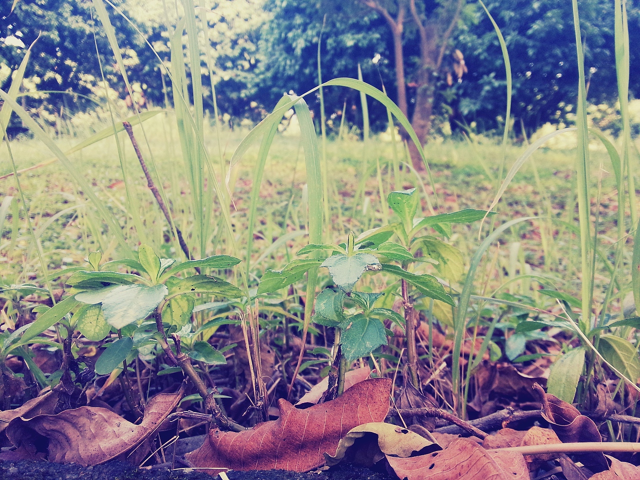 魅族MX3拍摄照片