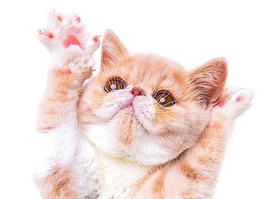 白底证件照-加菲猫（幼/成）