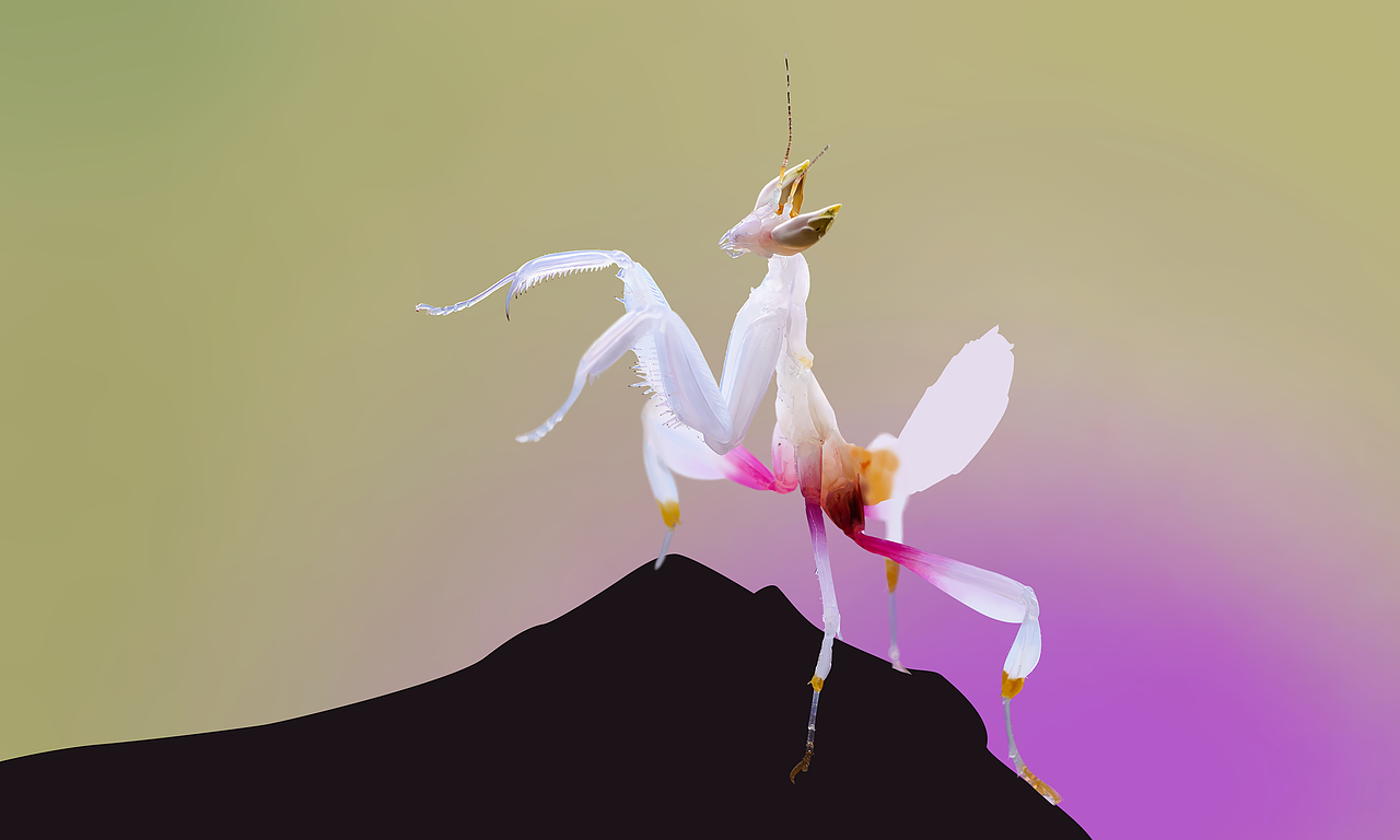 兰花螳螂（图ZMTU3NzU0MDgw） - 创作习作 - 站酷设计师芝麻不开花原创素材 - 站酷ZCOOL