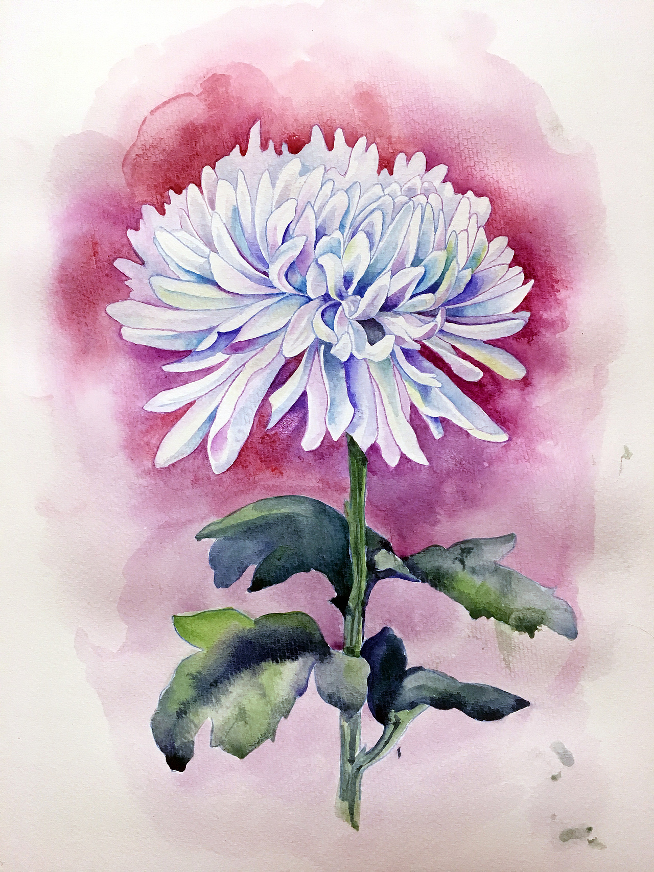 水彩菊花|插画|创作习作|ninili_原创作品-站酷zcool