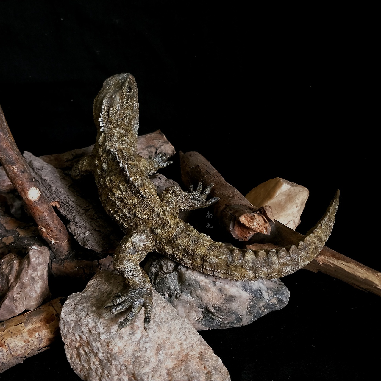 涂装作品丨台湾原型师抱歉真不知道是谁新西兰鳄蜥