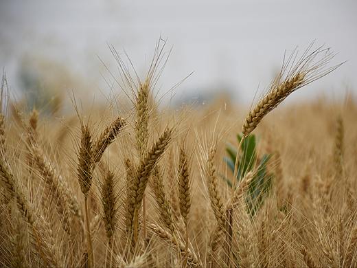 麦子熟了，该去收了