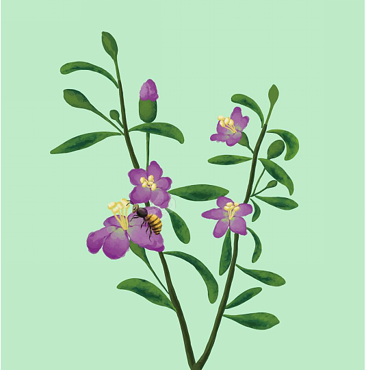 同仁堂——蜂蜜系列包装