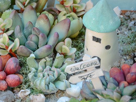 一组微型多肉小屋