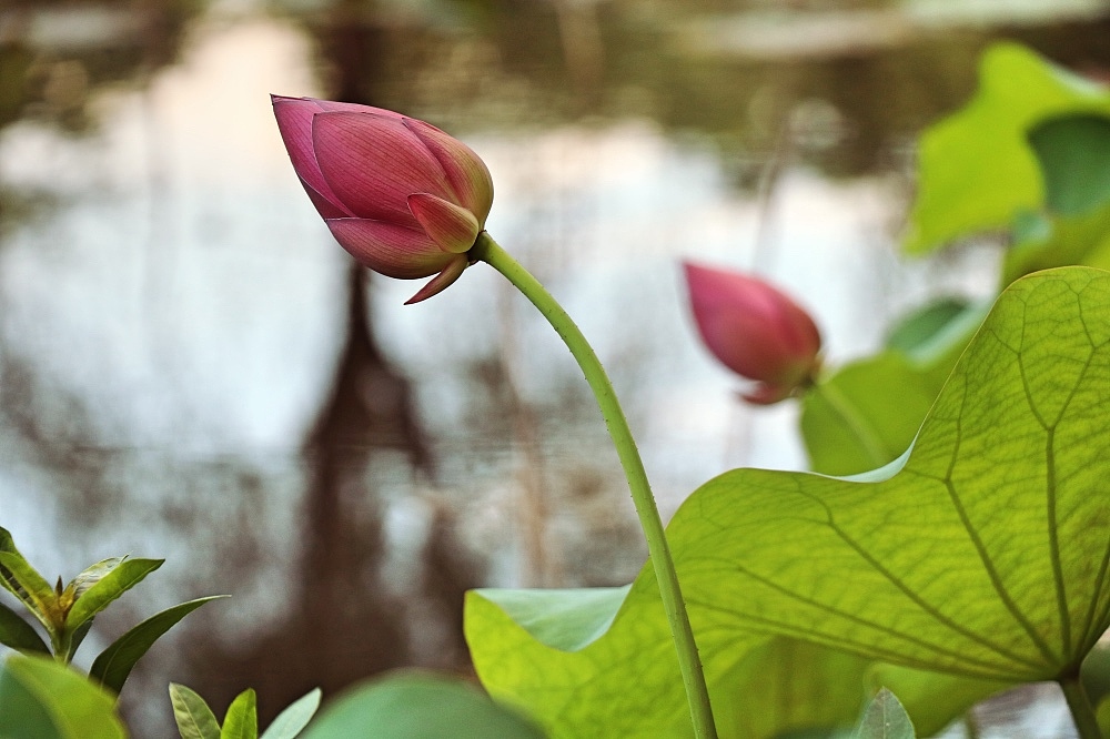 荷（图ZMTIwODg5NDQ4） - 风光摄影 - 站酷设计师CNLILY原创素材 - 站酷ZCOOL