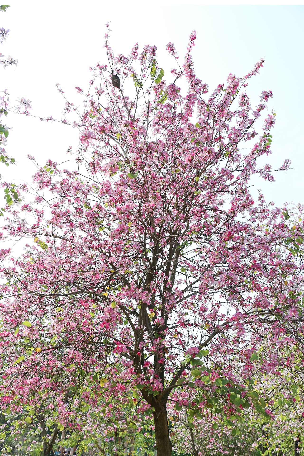 阳春三月在人海中赏花