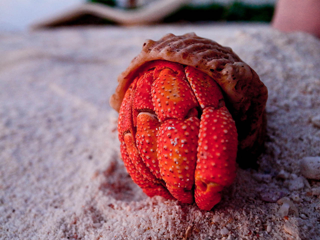 马尔代夫游记 - 梦幻岛 - 四晚六天（图ZNTM5ODM4OA==） - 风光摄影 - 站酷设计师blue_hermit原创素材 - 站酷ZCOOL