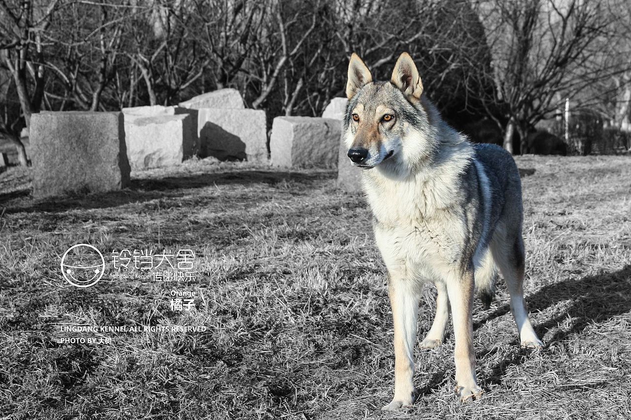 每个男人都想拥有一只狼
