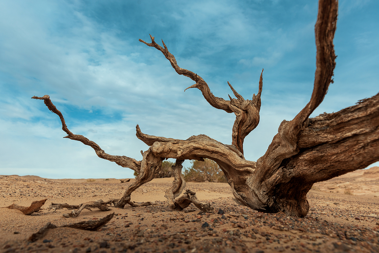 海西-地下雅丹的枯树