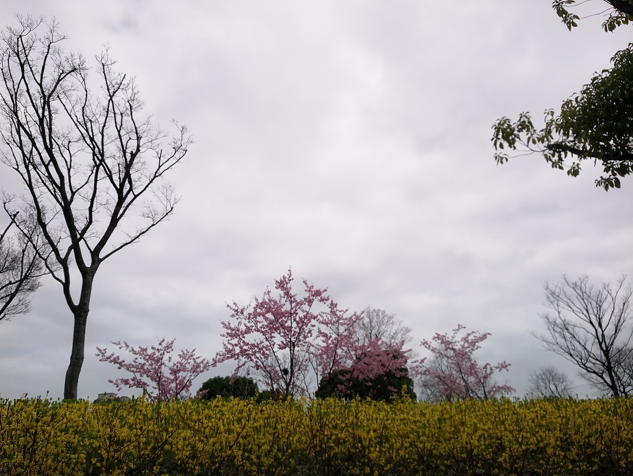 春之密影（图ZMTA4MjU4MzM2） - 产品摄影 - 站酷设计师珍丫头原创素材 - 站酷ZCOOL