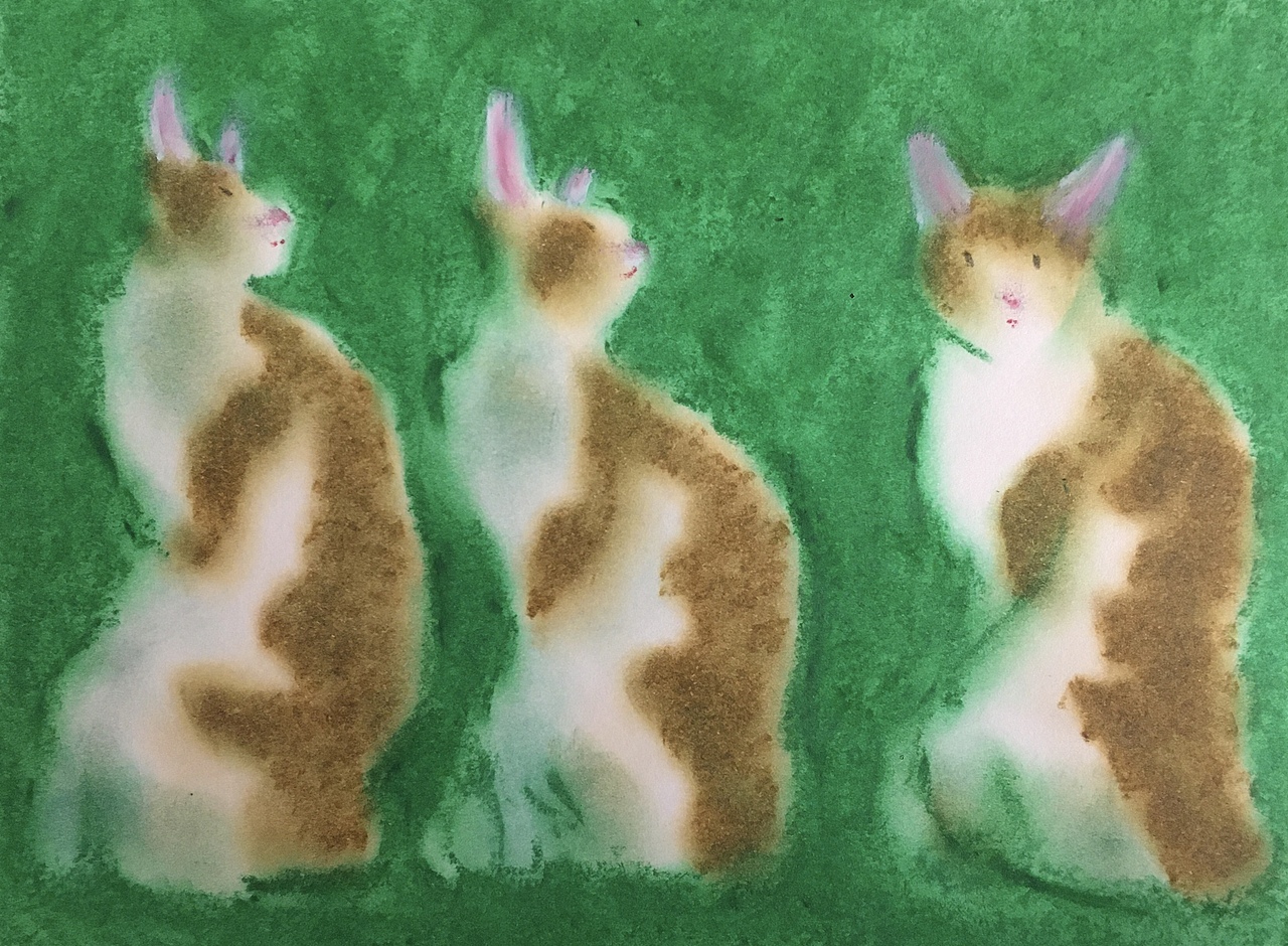 分享一只怪猫Happy-2🐱