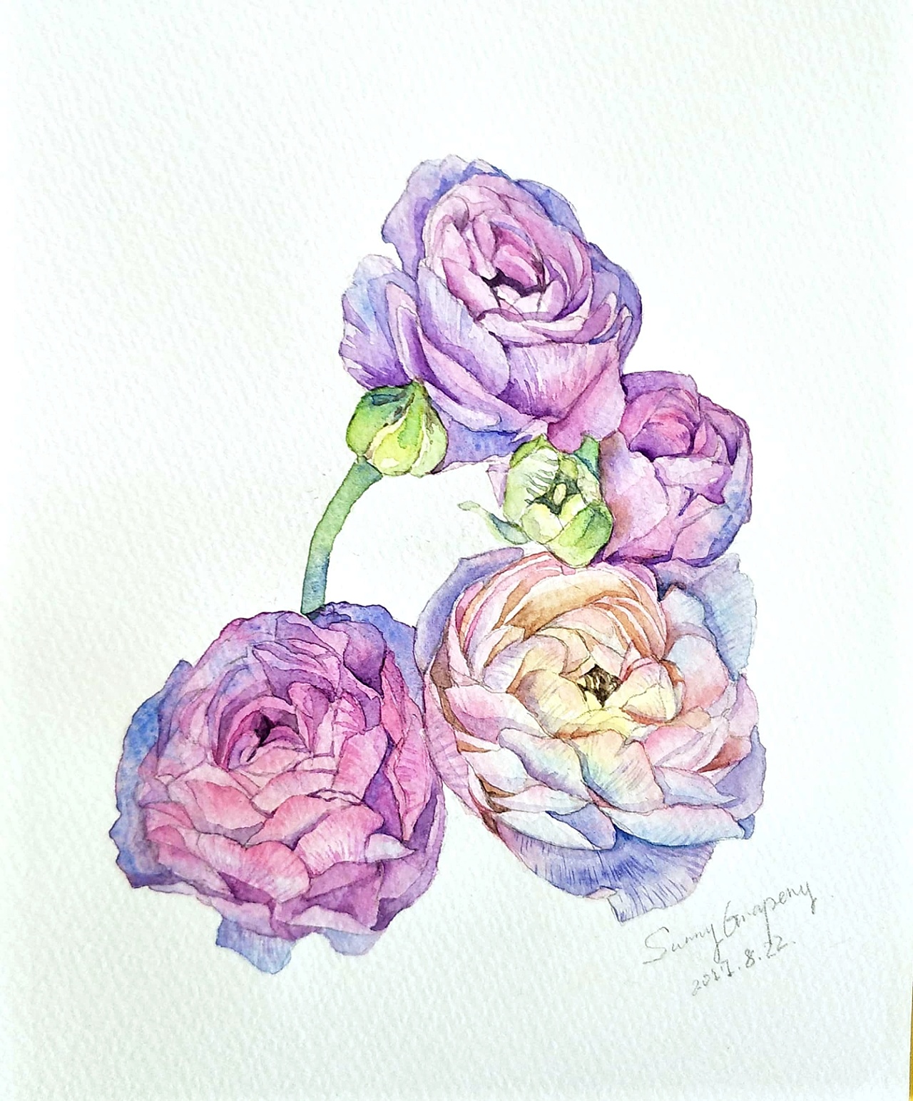 花毛茛|插画|创作习作|桑尼吉 - 原创作品 - 站酷 (zcool)