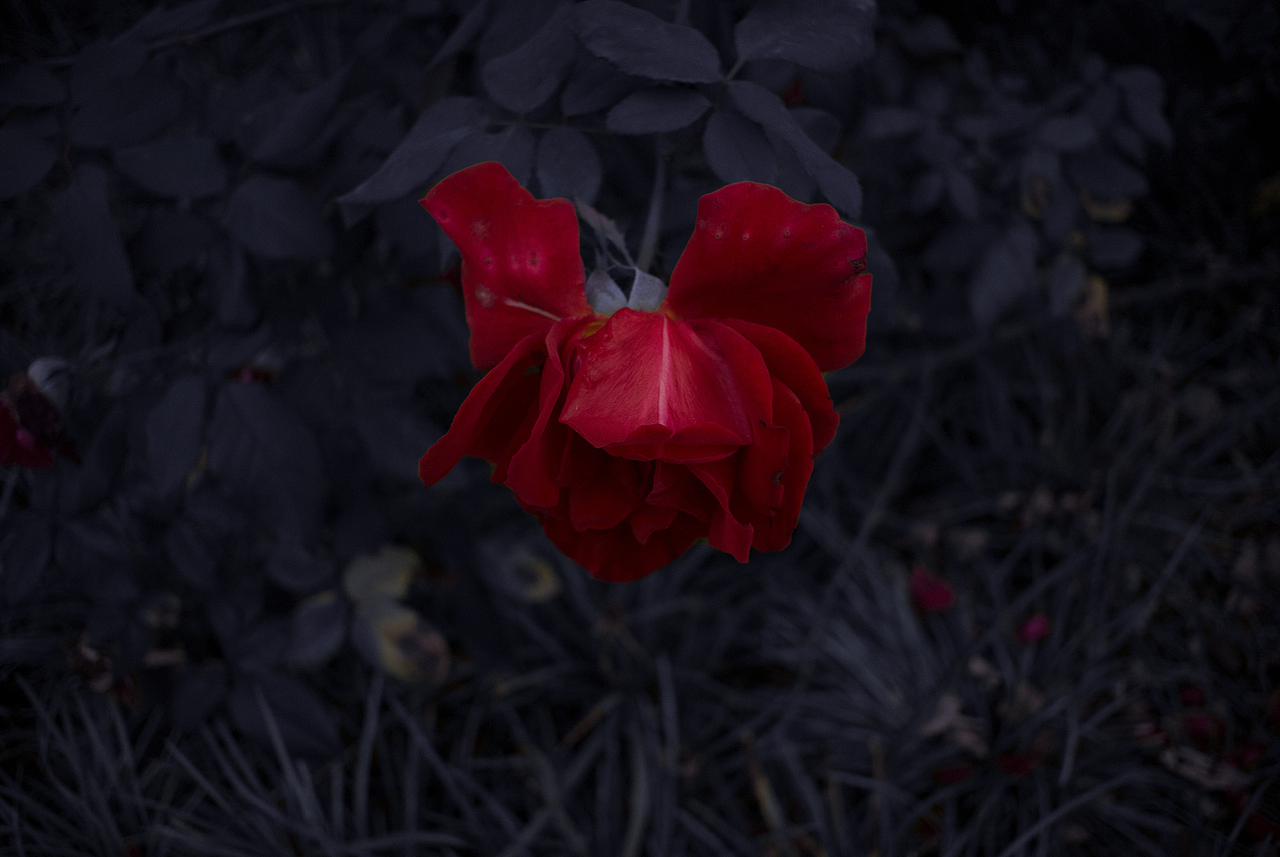 「WHITE BLOOD」拟人花 “花也有性格”花卉摄影（图ZMjAxNTE4NTk2） - 产品摄影 - 站酷设计师聚丙烯缓释胶囊原创素材 - 站酷ZCOOL