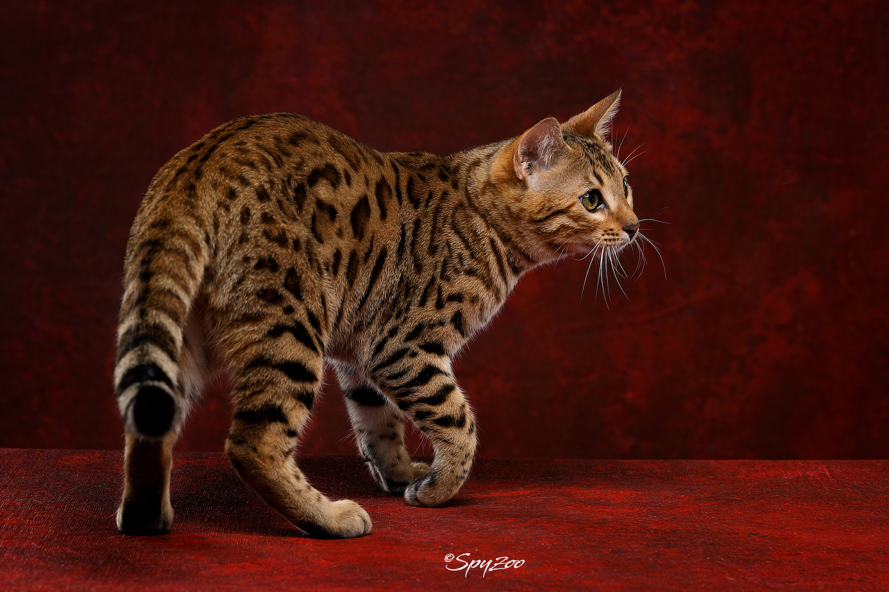 從聖誕拍到春節一個月中的貓賽拍攝（图ZMTkzODE5MzA0） - 宠物摄影 - 站酷设计师spyzoo原创素材 - 站酷ZCOOL