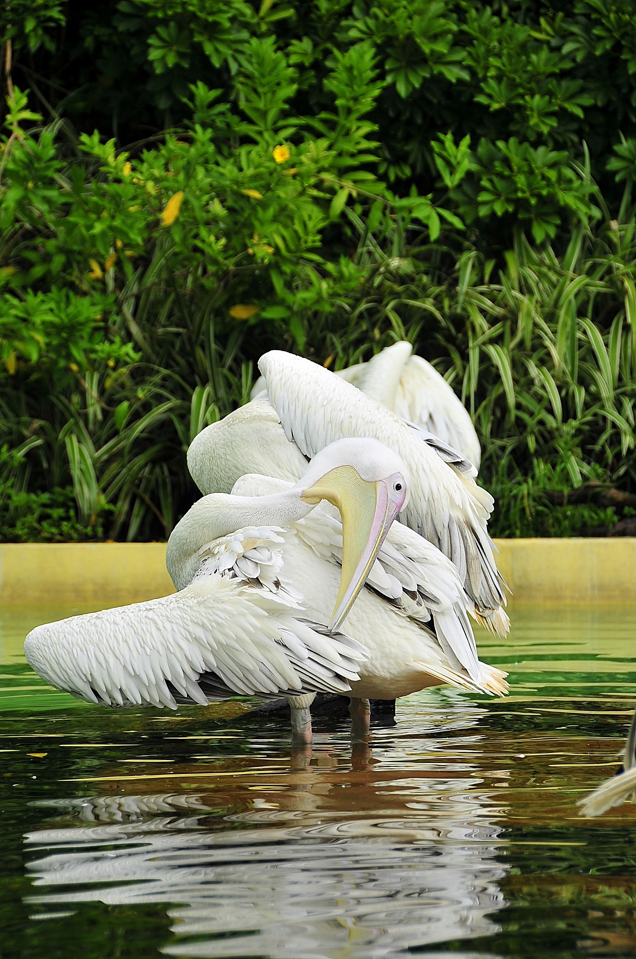 鸟（图ZOTMxNDI5MzI=） - 宠物摄影 - 站酷设计师吾翰世原创素材 - 站酷ZCOOL