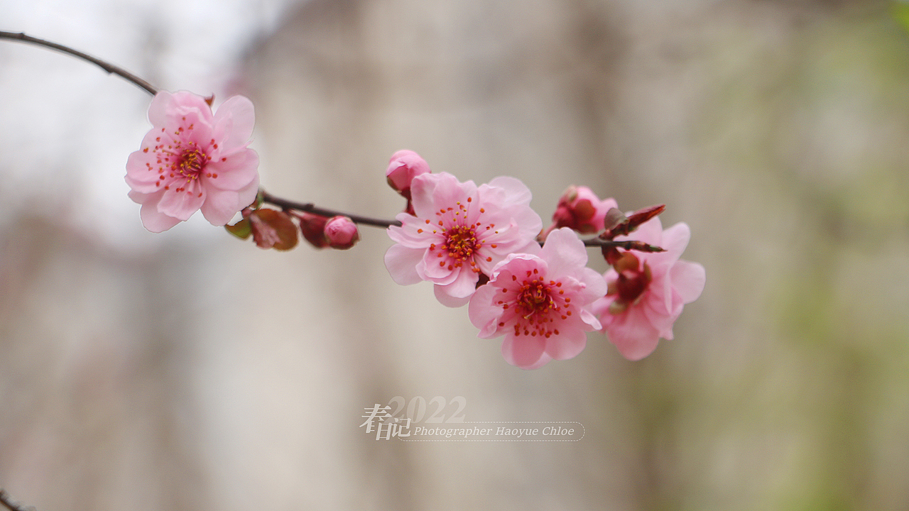 【春日记】-桃之夭夭-济南森林公园（图ZMjkzMjY0NTU2） - 风光摄影 - 站酷设计师皓月Chloe原创素材 - 站酷ZCOOL