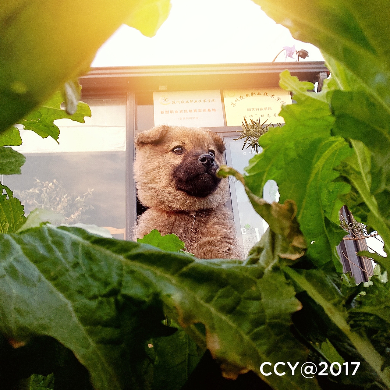 2018狗年大吉（图ZMTA0NDE3MTg4） - 宠物摄影 - 站酷设计师CCY_西原创素材 - 站酷ZCOOL