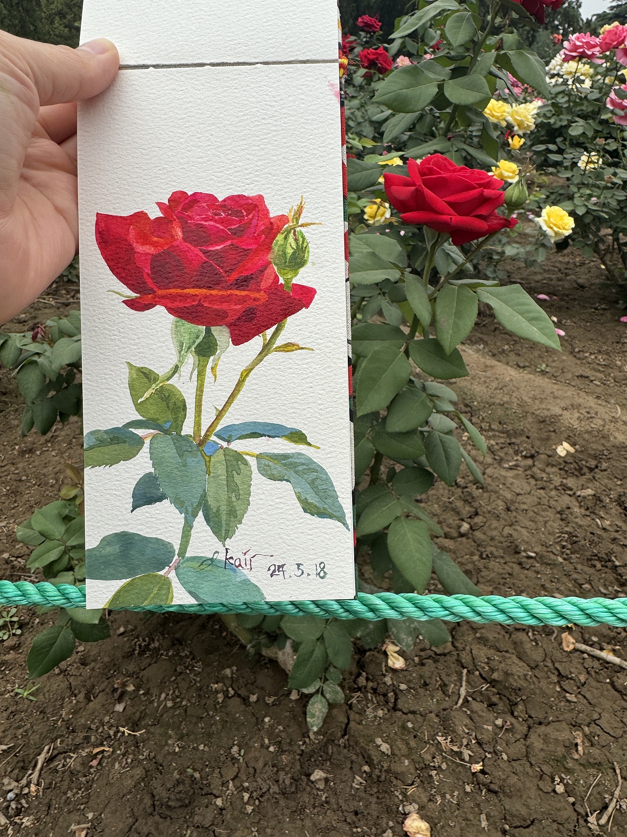 2024天坛月季园写生合集(1)