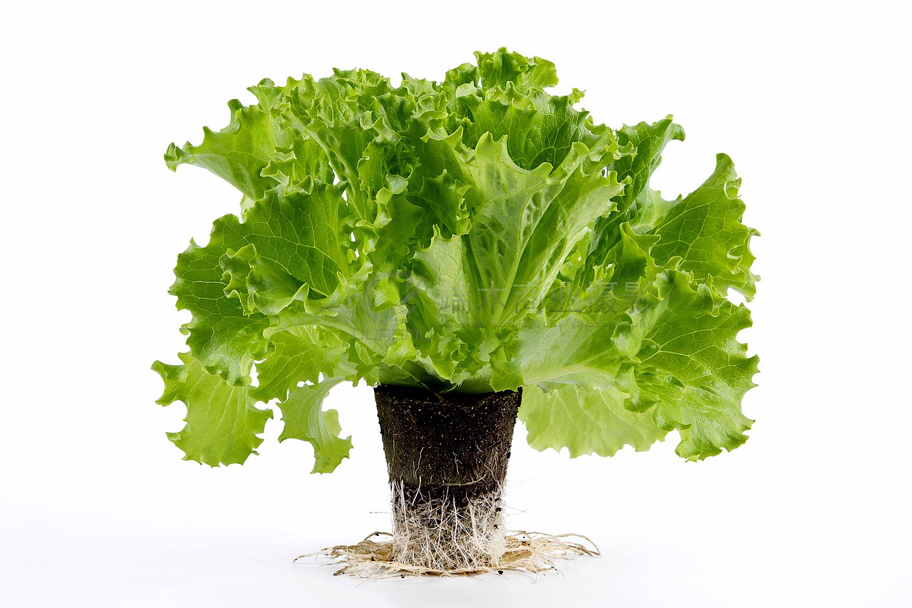 合肥水果拍照|蔬菜拍摄（图ZMjM2NDAyOTg0） - 产品摄影 - 站酷设计师合肥端木商业摄影原创素材 - 站酷ZCOOL