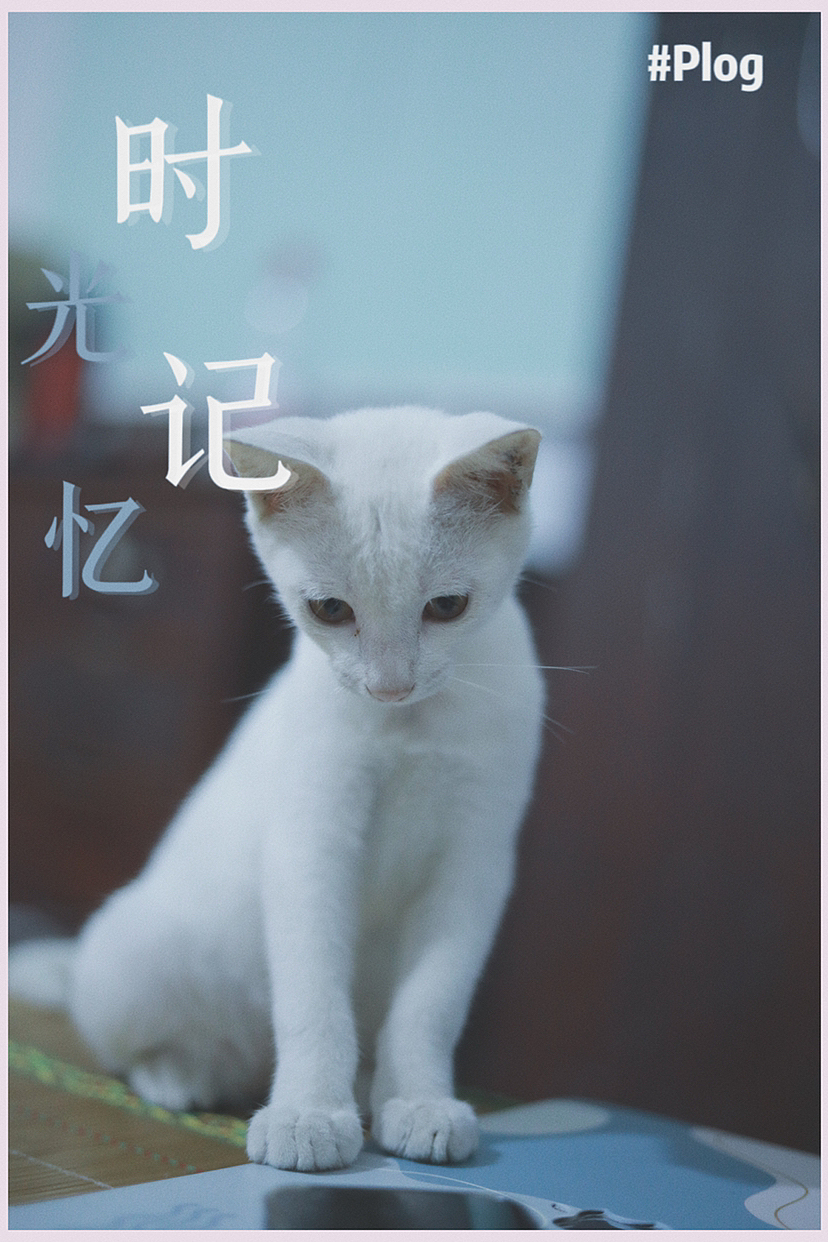 猫猫