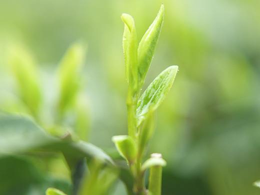 一款正宗明前龙井的诞生 杜记茶卢 