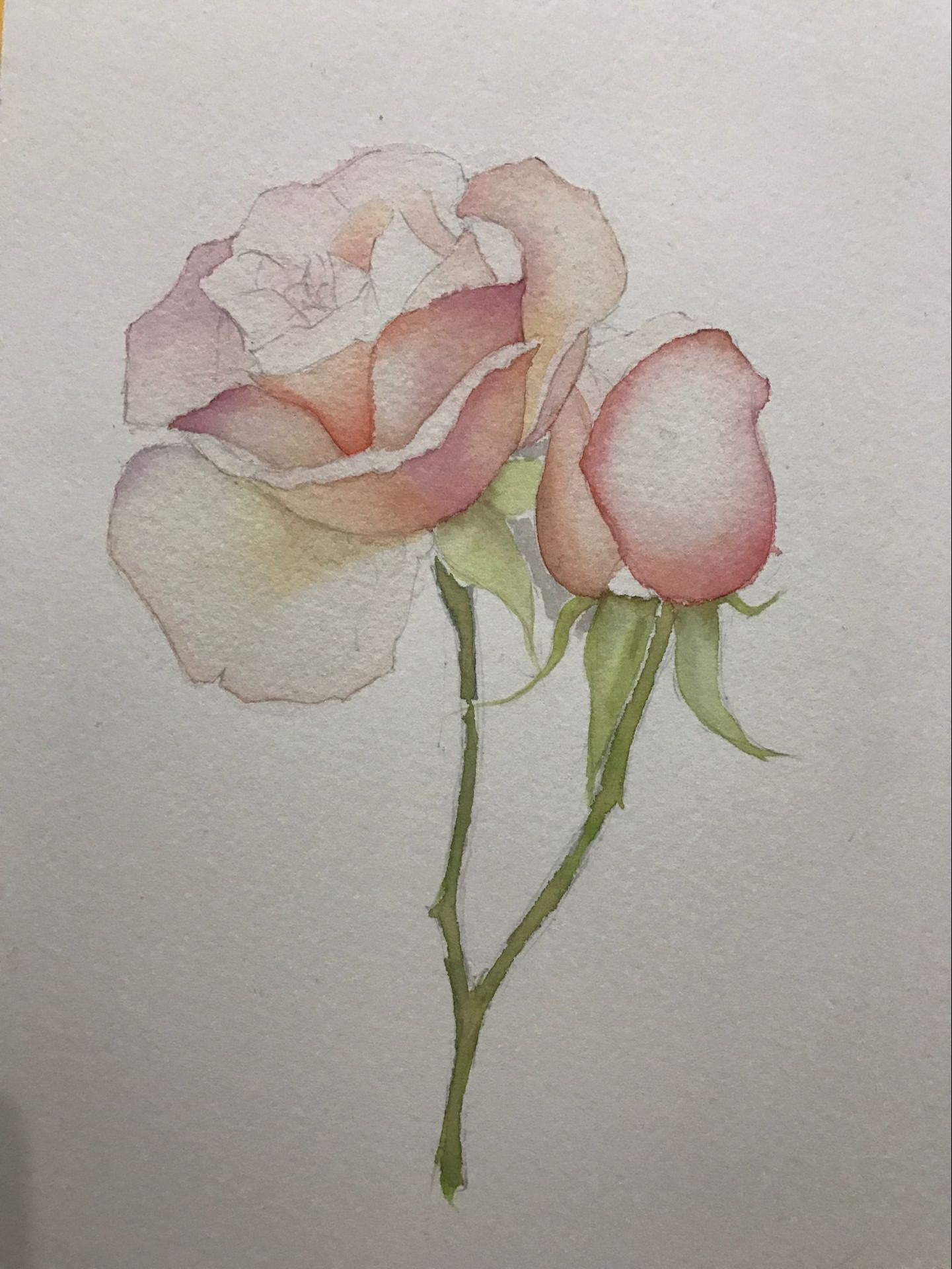 玫瑰花|纯艺术|绘画|peter_zhong - 原创作品 - 站酷 (zcool)