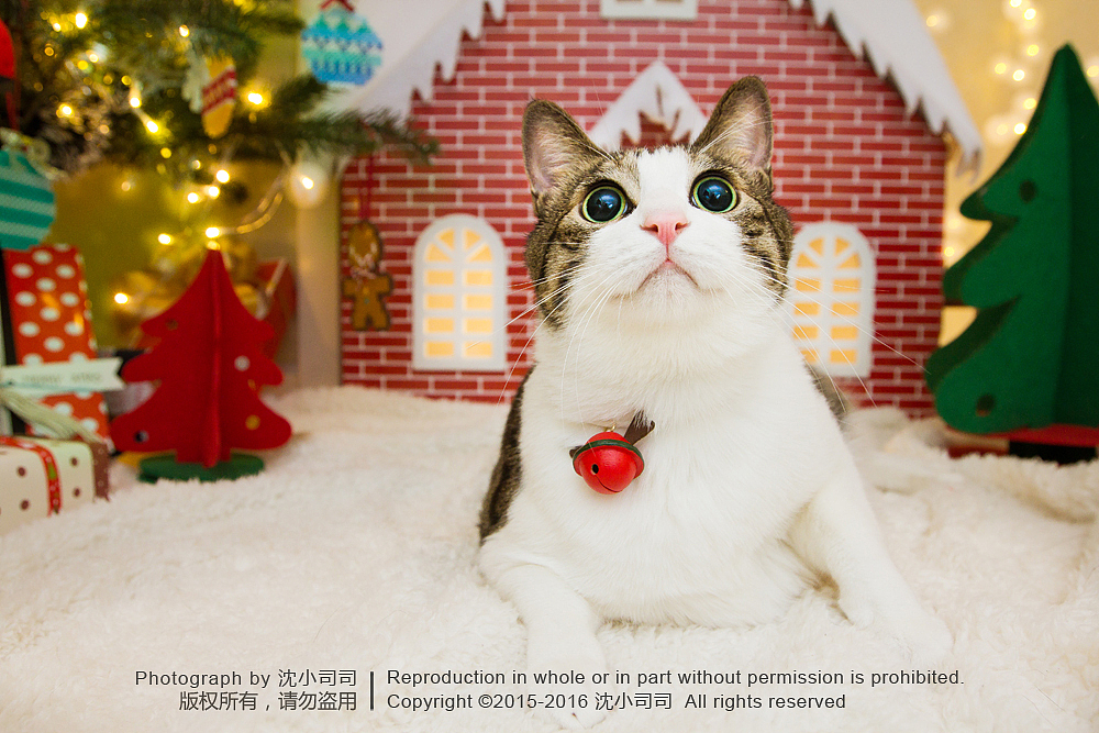 喵瑞Christmas(图ZMzg3NzEzODA=) - 宠物摄影 - 站酷设计师司司Yokey原创素材 - 站酷ZCOOL