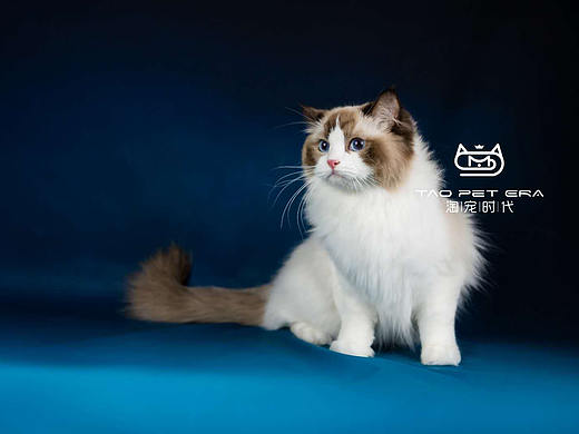 上海哪里可以买到布偶猫
