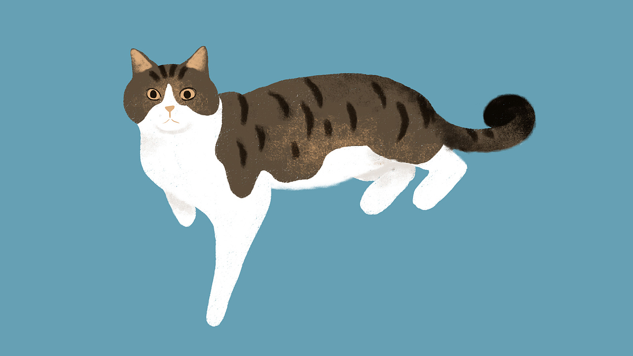 为好友的爱猫造像（图ZMTI2MDc5MDQ4） - 创作习作 - 站酷设计师杨册原创素材 - 站酷ZCOOL