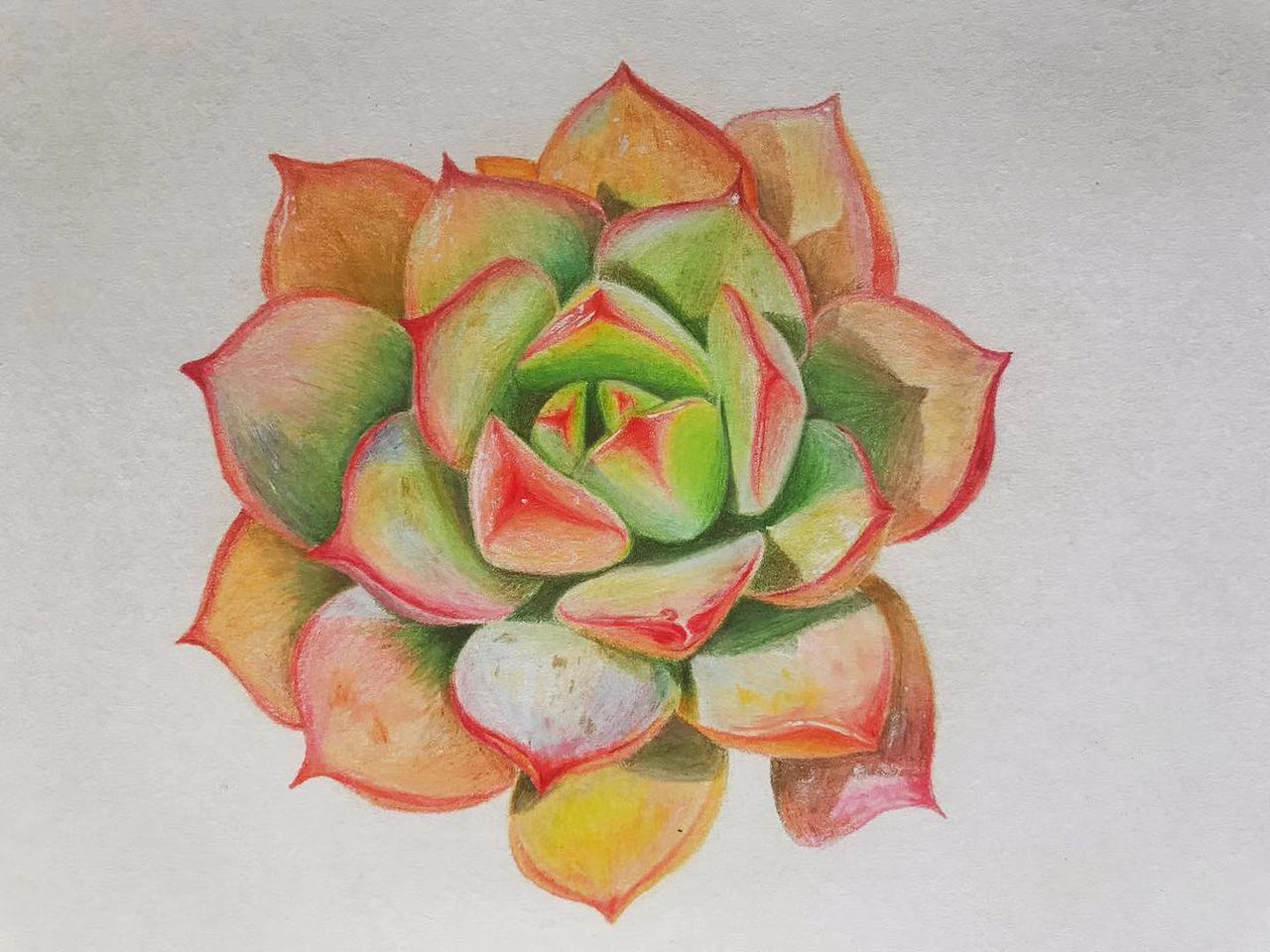 彩铅画 多肉
