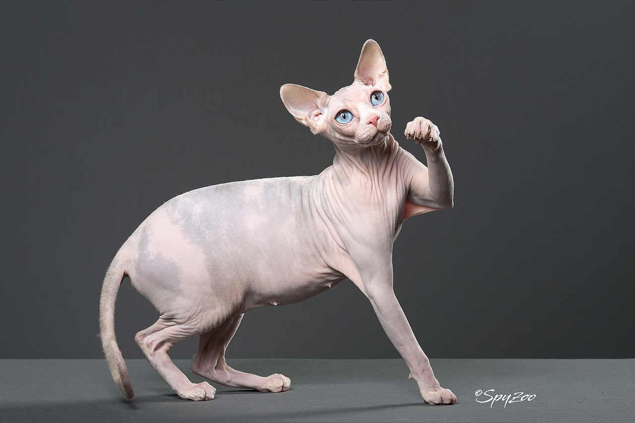 SPYZOO猫赛猫照片之「斯芬克斯无毛猫」