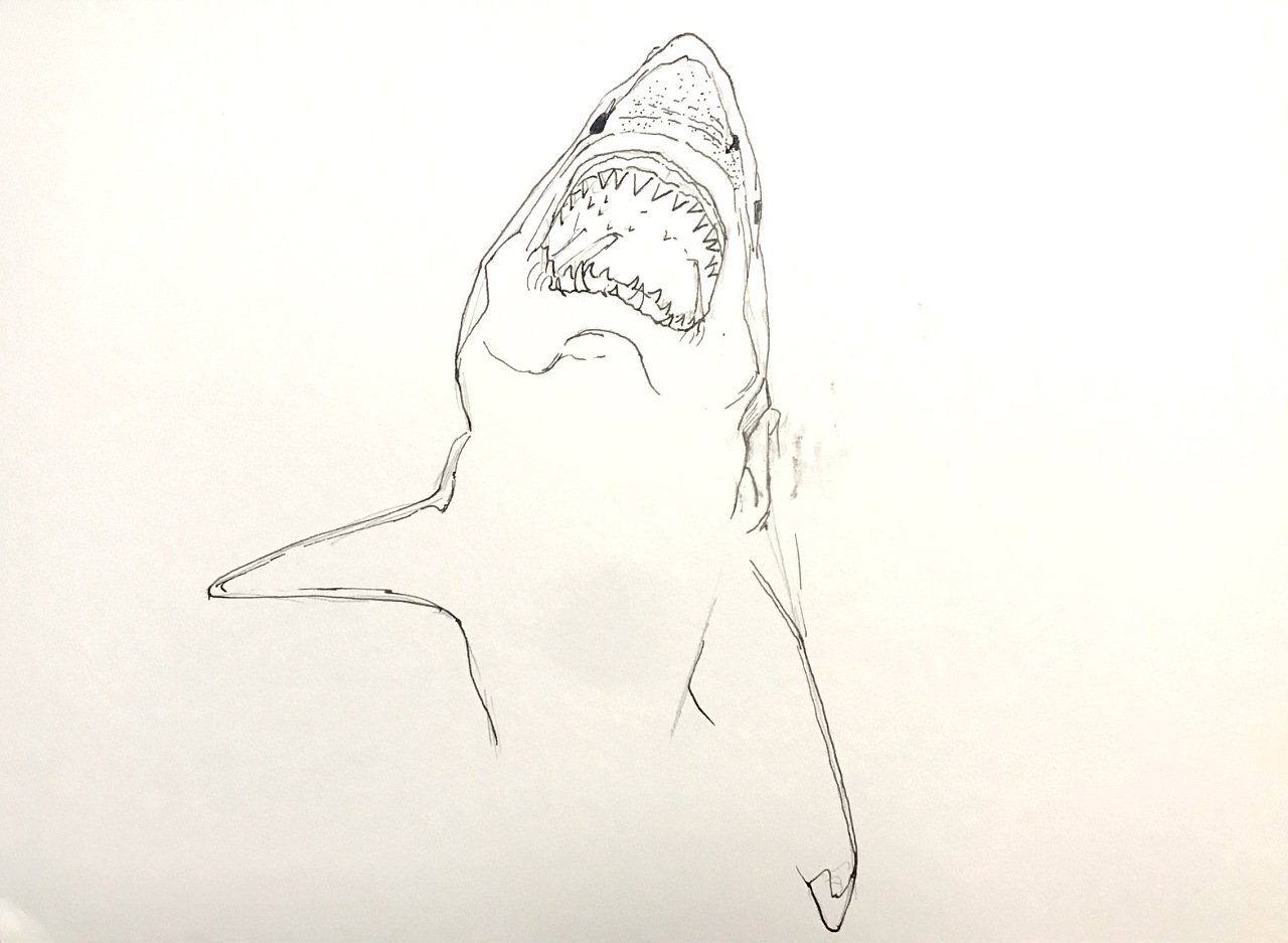 素描大白鲨图片图片