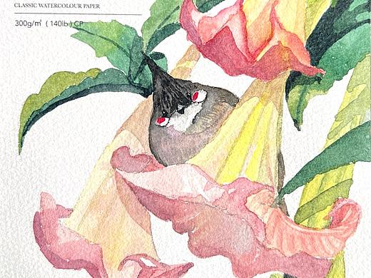 水彩花鸟插画第二弹（方形