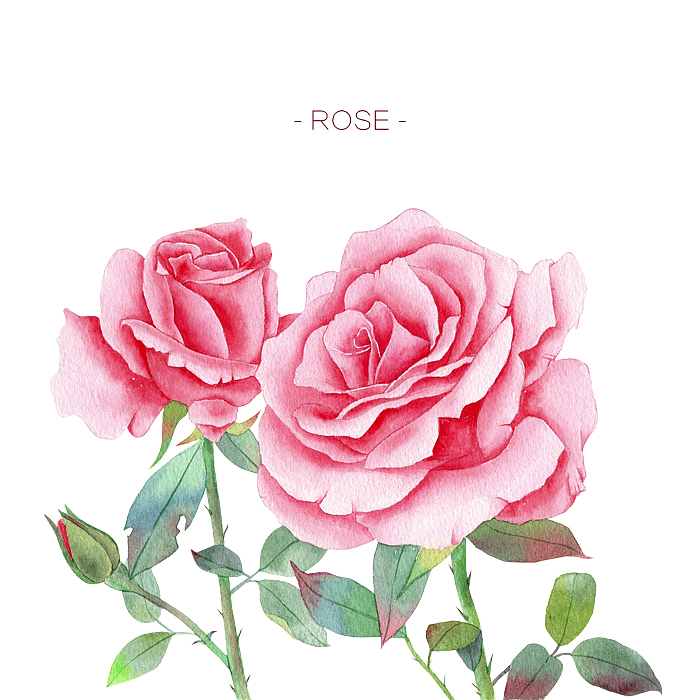 玫瑰玫瑰水彩画