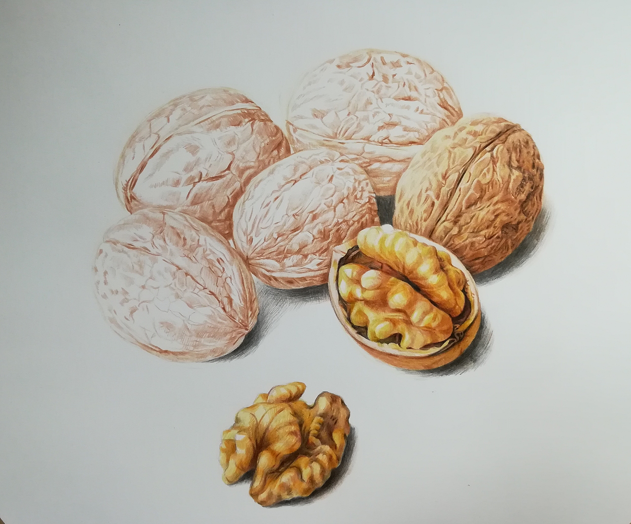 彩铅绘制核桃