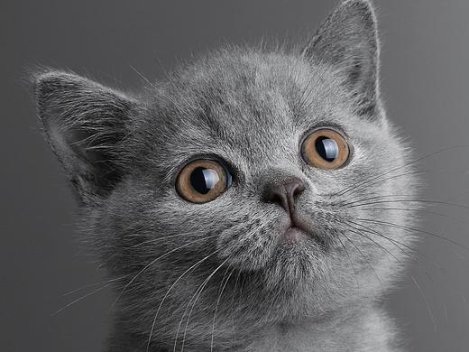 小蓝猫