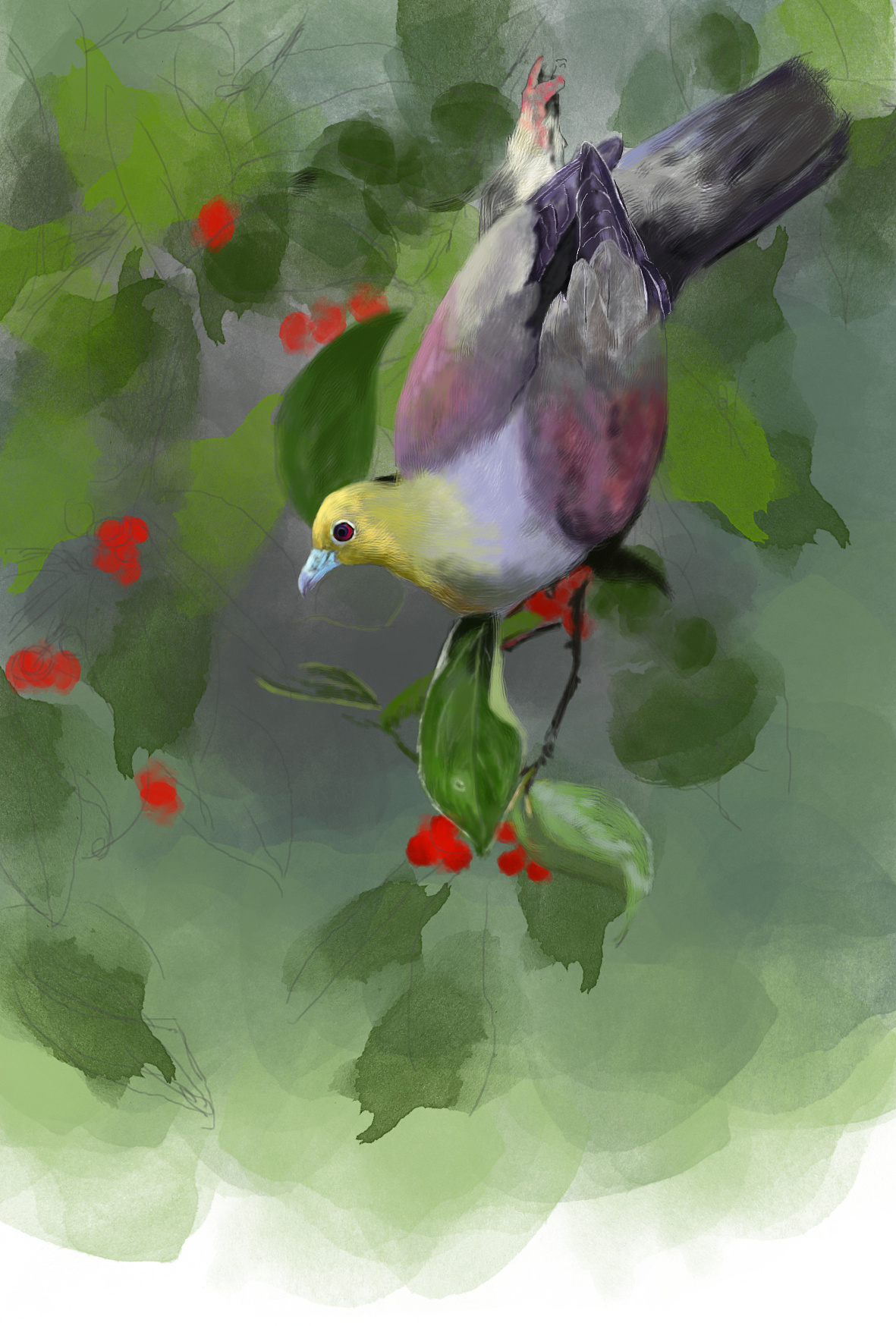 楔尾绿鸠雄绘画步骤