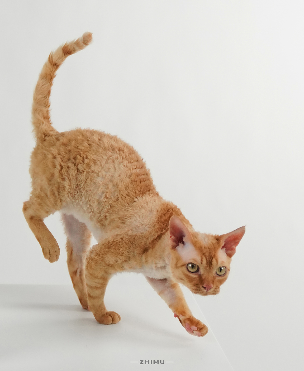 宠物摄影源计划-Down the mountain tiger