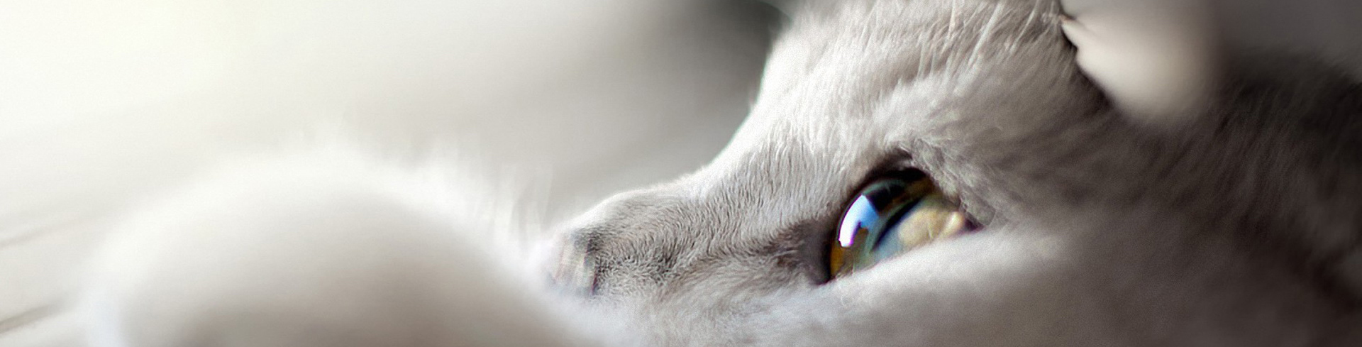 暴躁點點喵的個人主頁（封面預(yù)覽） - 主頁封面設(shè)置 - 站酷設(shè)計師暴躁點點喵原創(chuàng)素材 - 站酷ZCOOL