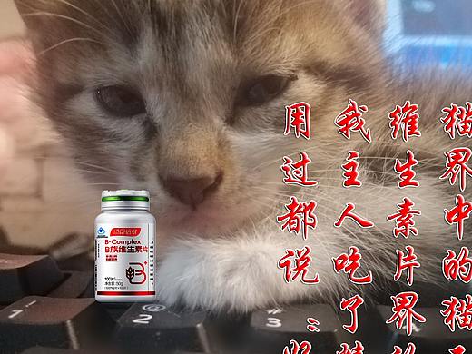 以猫为主题