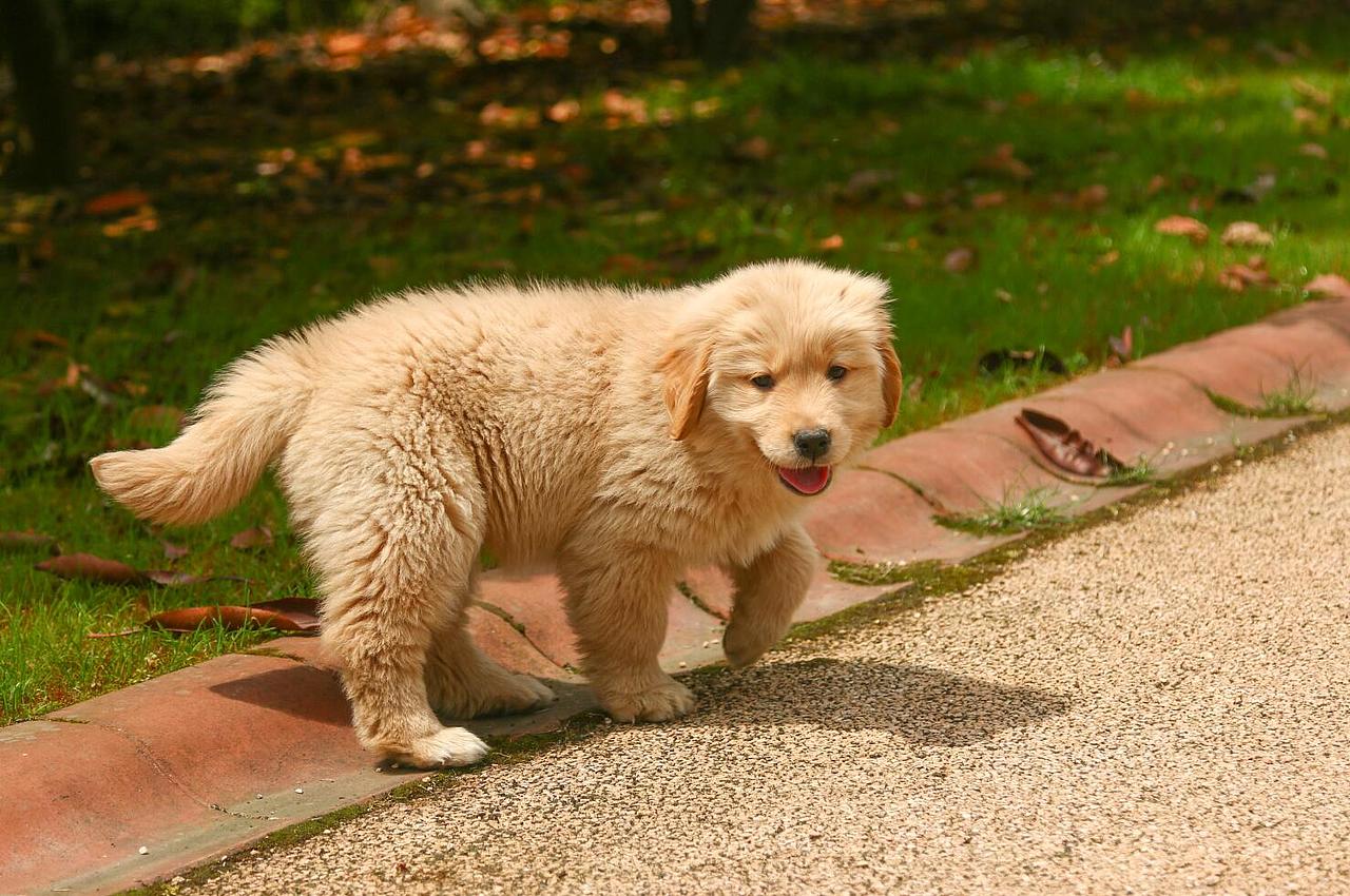 我的宠物们（图ZODA2OTczNjA=） - 宠物摄影 - 站酷设计师大郭2497原创素材 - 站酷ZCOOL