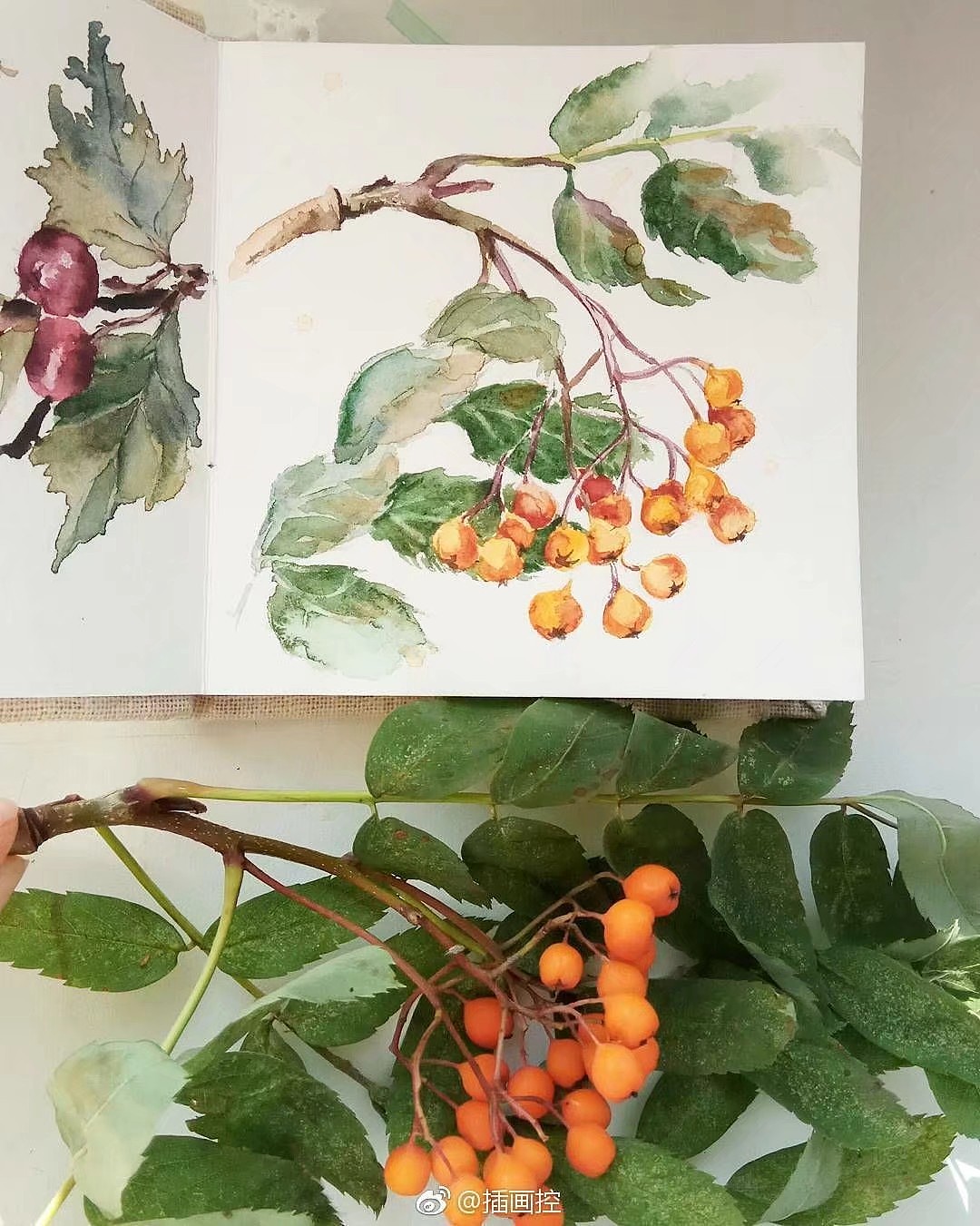 清新手绘（图ZMTI5Mjc0NTMy） - 艺术插画 - 站酷设计师一只虎斑喵呀原创素材 - 站酷ZCOOL