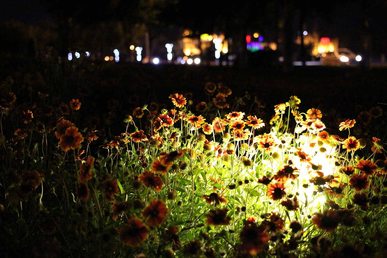 哟！这些意外的花儿……