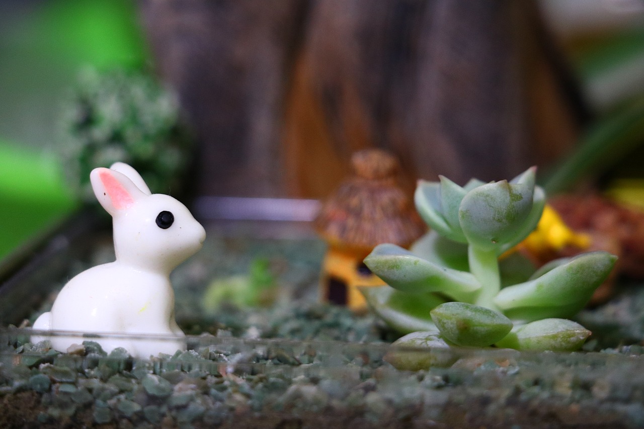 多肉家族 植物趣玩