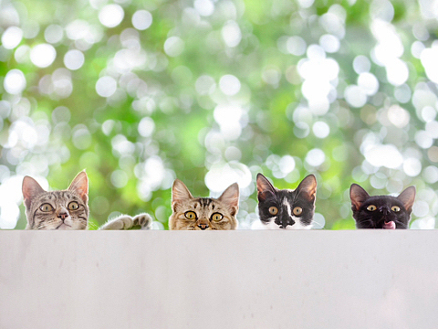 【动物摄影】流浪猫的日常
