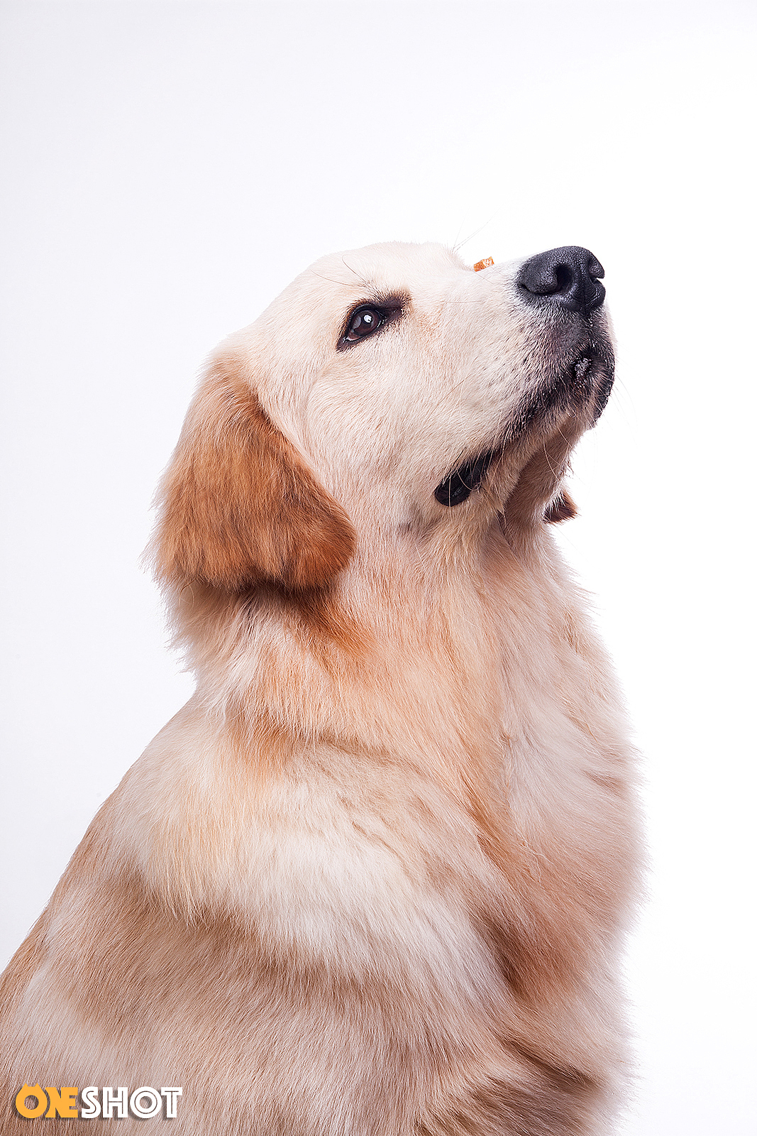 一些宠物棚拍肖像