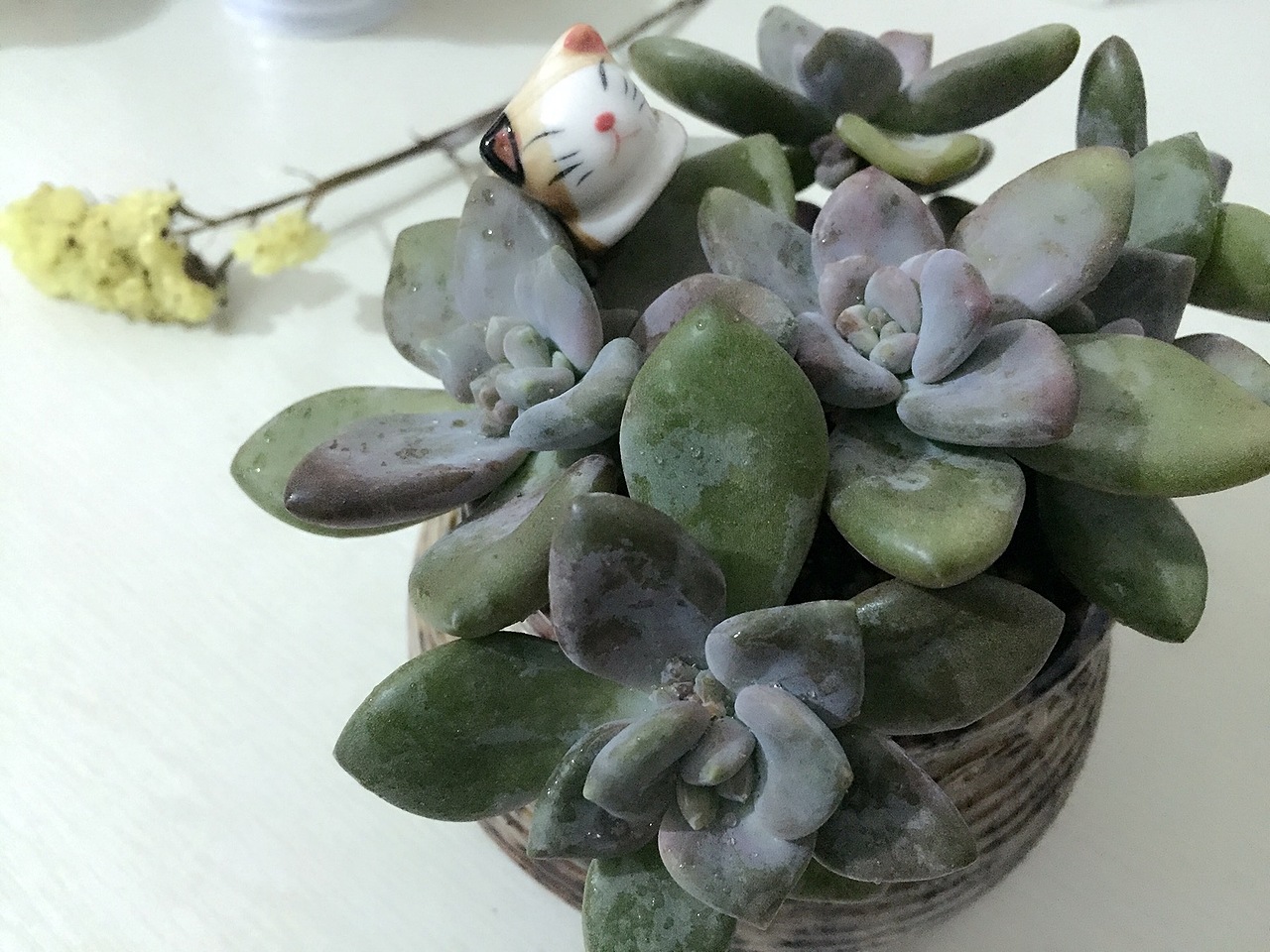 手机随拍汇总（图ZNTMyMjc4MTI=） - 风光摄影 - 站酷设计师嗳菈菈原创素材 - 站酷ZCOOL