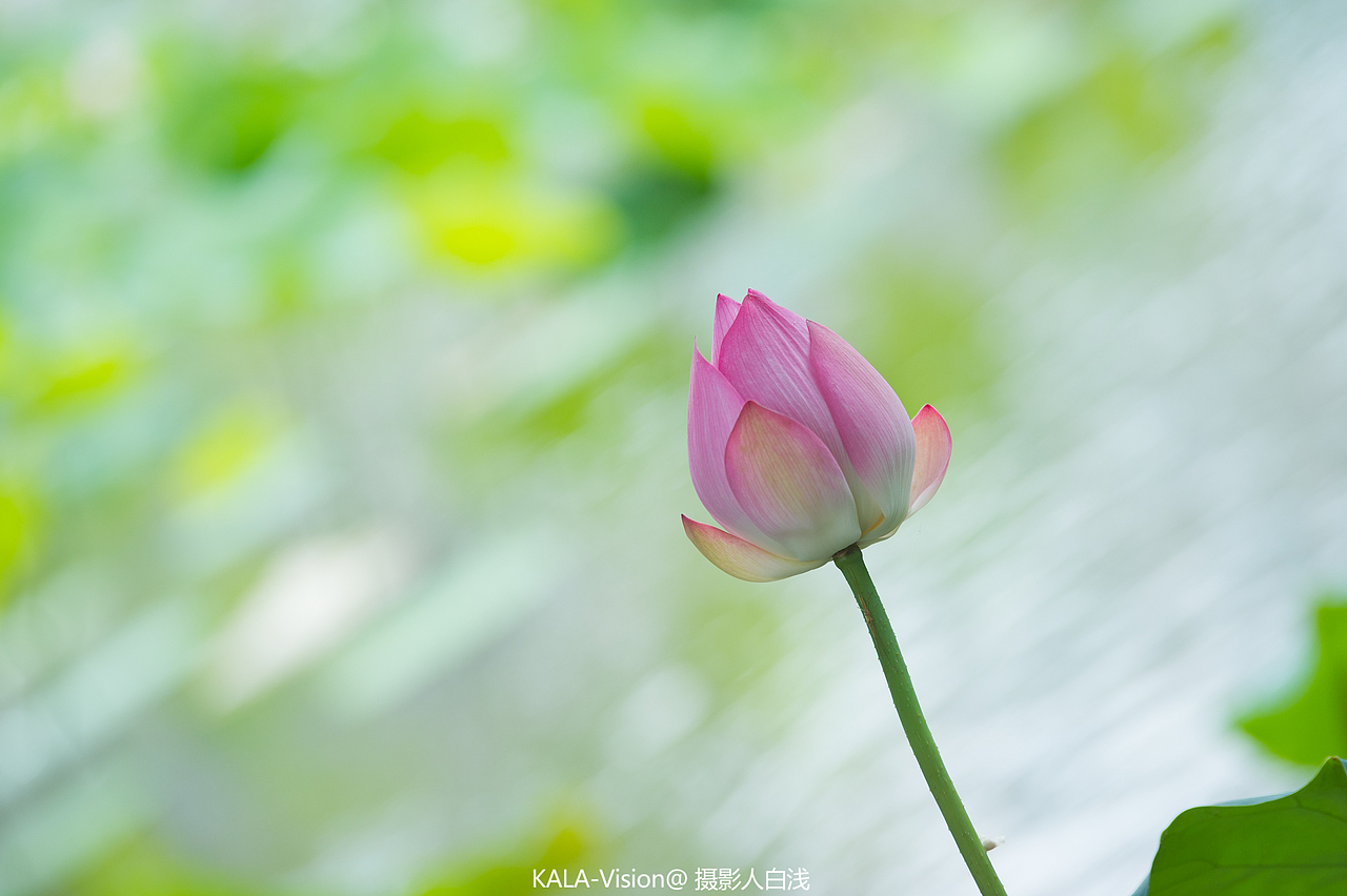 荷花（图ZMTE2OTgzOTY0） - 产品摄影 - 站酷设计师sz白浅原创素材 - 站酷ZCOOL