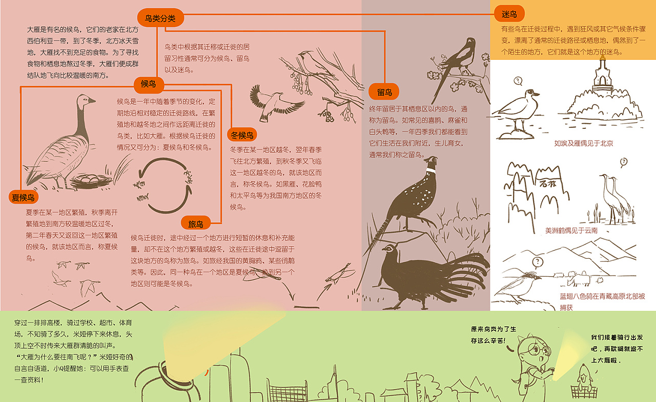 科学绘本分镜-《湿地的鸟类》